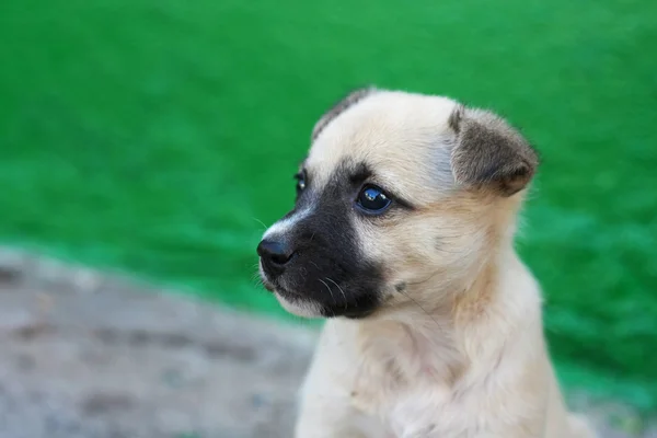 stock image Dog