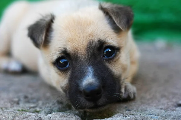 stock image Dog