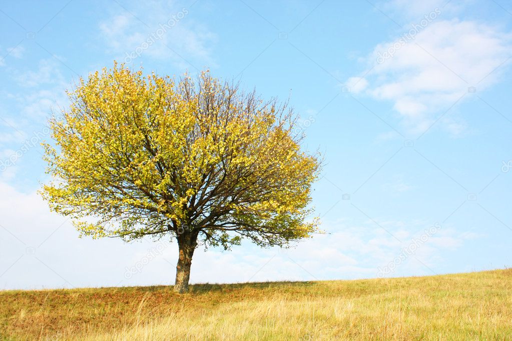 tree with a yellow leaves on a meadow 