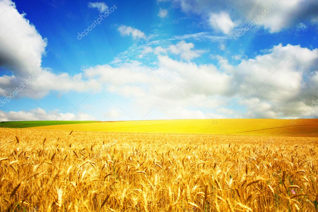 beautiful summer field of wheat. 