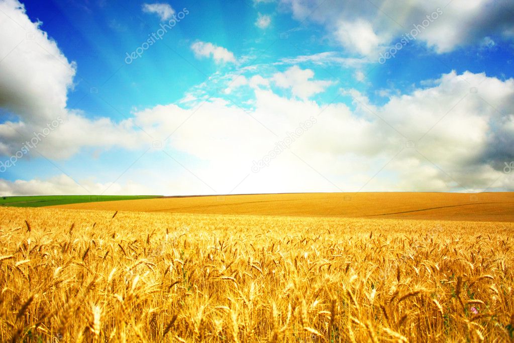 field of wheat and blue sky 