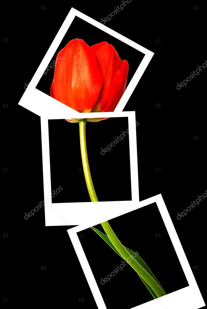 photo frame with tulip isolated on black background 
