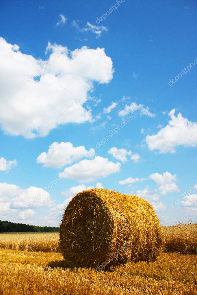 straw field with a beautiful blue sky and a straw 