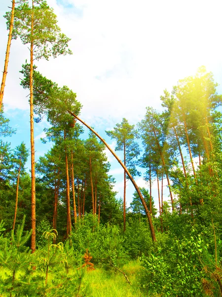 Bosques — Foto de Stock