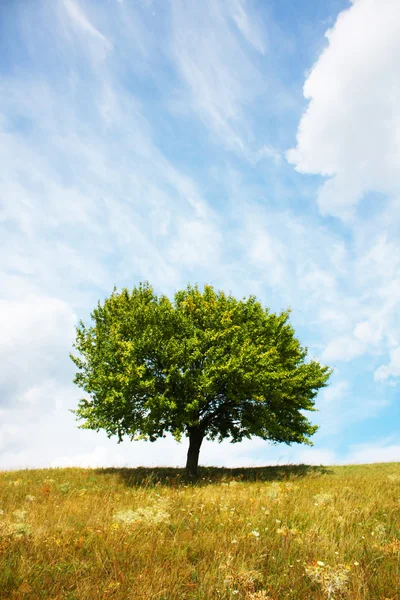 Tree Stock Picture