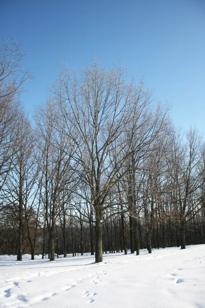Winter scene Stock Image