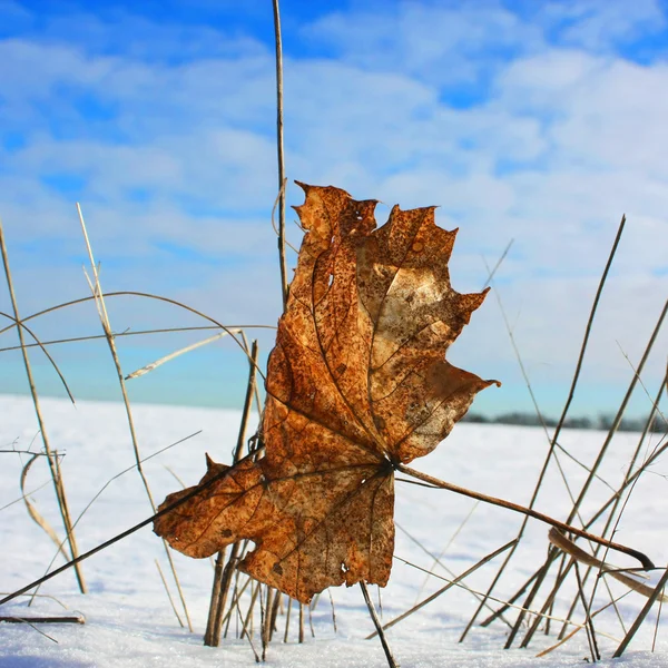Hösten blad på vintern — Stockfoto