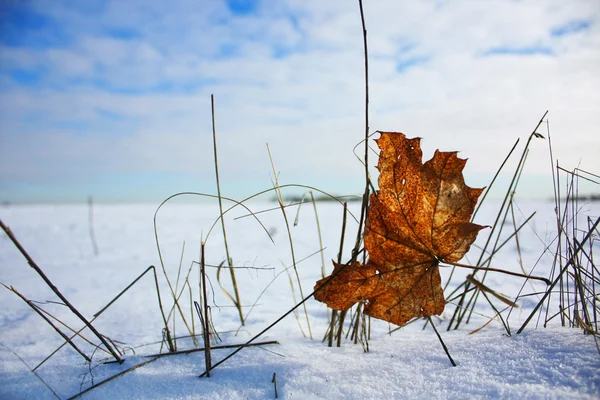 Hoja de otoño en invierno —  Fotos de Stock