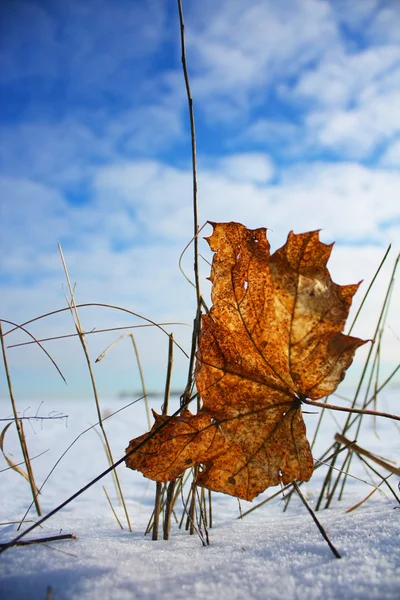 Herbstblatt im Winter — Stockfoto