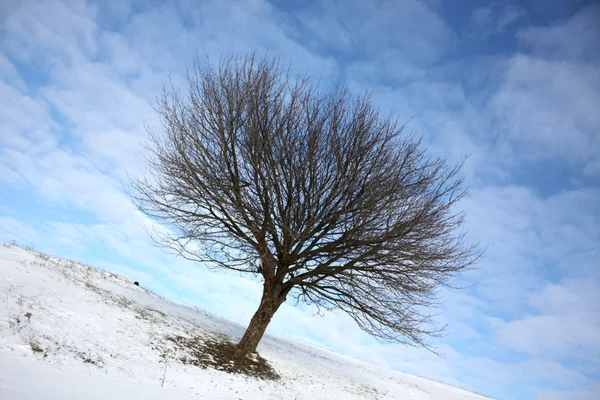Árbol solitario de invierno —  Fotos de Stock