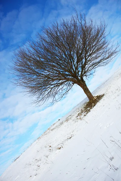 Самотня зимові дерева — стокове фото