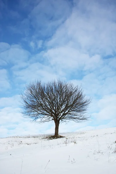 Samotne zimowe drzewa — Zdjęcie stockowe