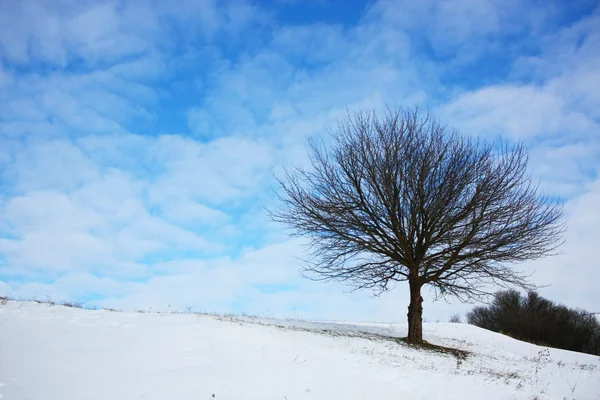 Árvore de inverno solitária — Fotografia de Stock