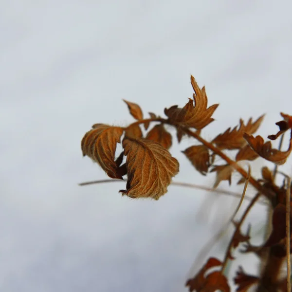 Осінній лист взимку — стокове фото