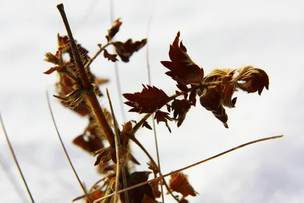 Осенний лист зимой — стоковое фото