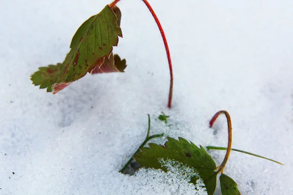 Hösten blad på vintern — Stockfoto