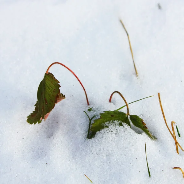 Őszi lap télen — Stock Fotó