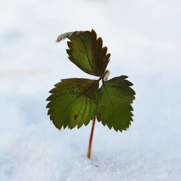 Herbstblatt im Winter — Stockfoto