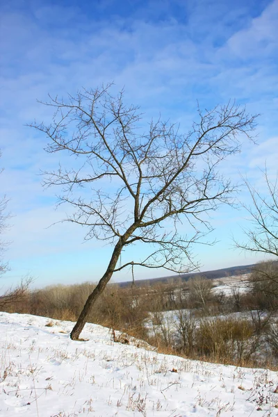Χειμώνα μοναχικό δέντρο — Φωτογραφία Αρχείου