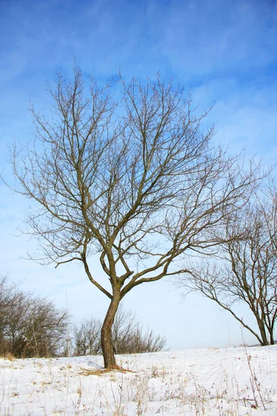 Ensam vinter träd — Stockfoto