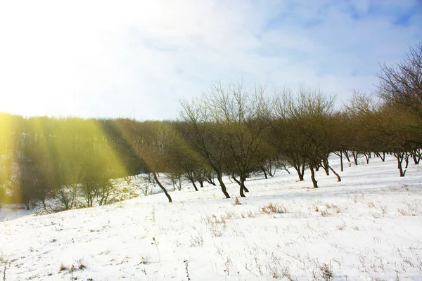 Winter scene — Stock Photo, Image