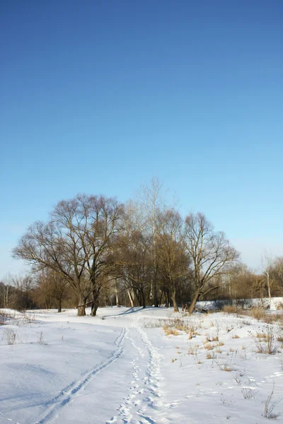 Vinter scen Royaltyfria Stockfoton