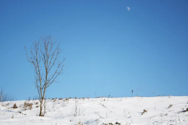 冬景色 ロイヤリティフリーのストック写真