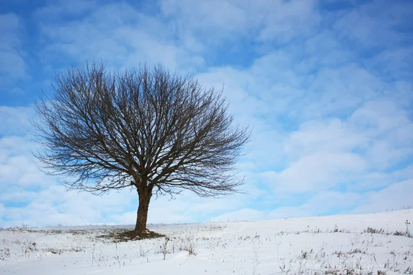 외로운 겨울 나무 스톡 사진