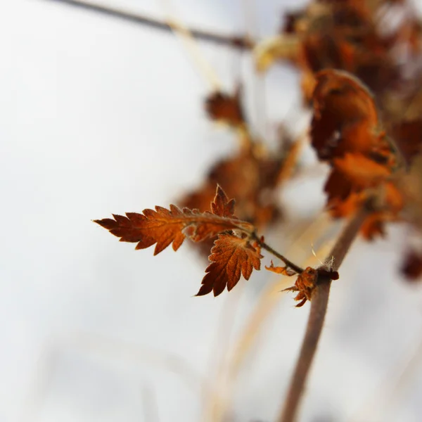 Herbstblatt im Winter Stockfoto