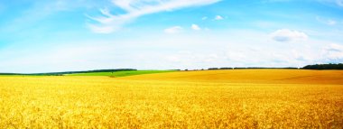 Field wheat clipart