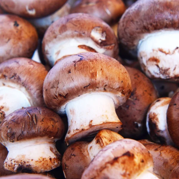 stock image Mushrooms