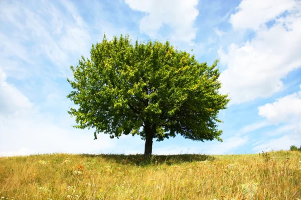 Μοναχικό δέντρο — Φωτογραφία Αρχείου