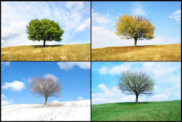 Alone tree in for season — Stock Photo, Image