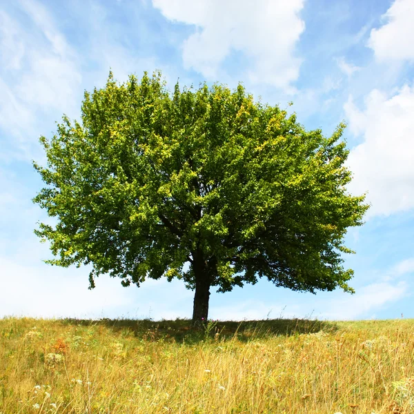 Eenzame boom Stockfoto