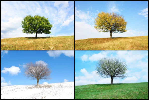 Seul arbre pour la saison Photos De Stock Libres De Droits