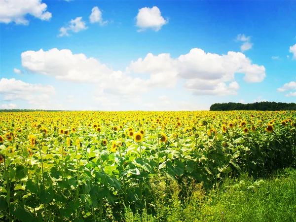 Sonnenblumenfeld Stockbild