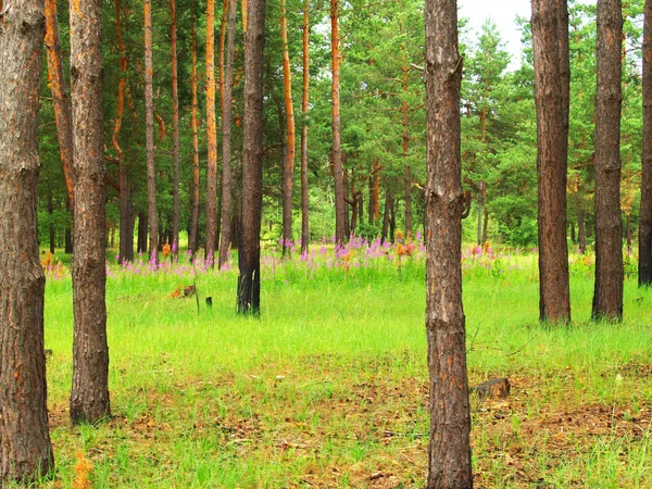 Весенний лес Стоковое Изображение