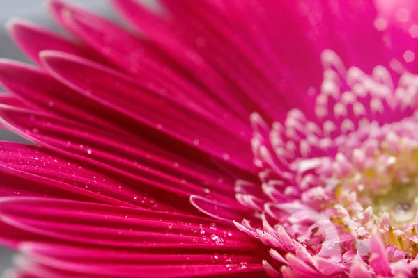 Gerbera flor closeup no backgro branco Fotos De Bancos De Imagens