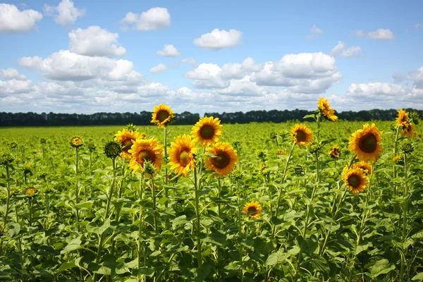 Sunflower field — Stock Photo, Image