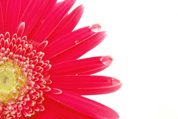 Gerbera flower closeup on white backgro — Stock Photo, Image