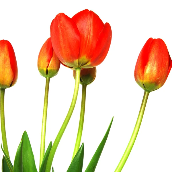 Schöne Tulpe isoliert auf weißem Backgr — Stockfoto