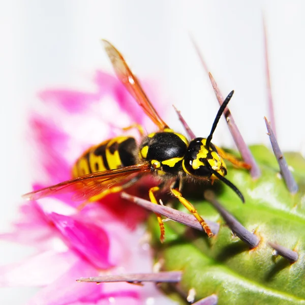 stock image Bee