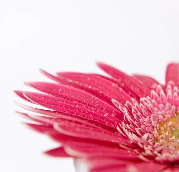 Gerbera flor primer plano sobre fondo blanco Imagen de archivo