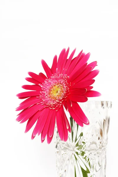 Gerbera fiore primo piano su sfondo bianco Foto Stock