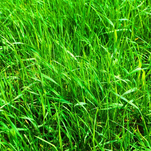 Hierba verde Imagen de stock