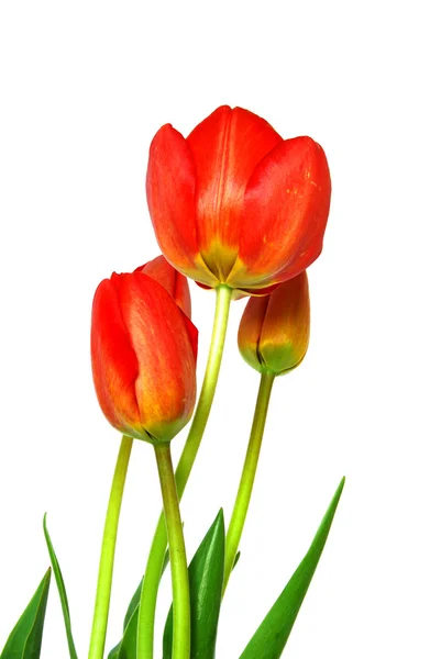 Hermoso tulipán aislado sobre fondo blanco Imágenes de stock libres de derechos