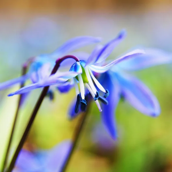 Jarní květina Stock Snímky