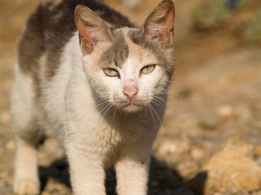 kedi doğal ortamına geri arıyor