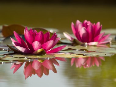 Two Lotus Flowers in Pond with Reflectio