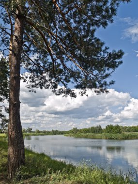 Tree on a coast of river in country clipart